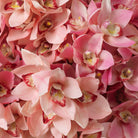 Bouquet Of Cymbidium Orchids Pink And Peach Tones Real Touch 36 Pieces / 2 Varieties Eichholtz