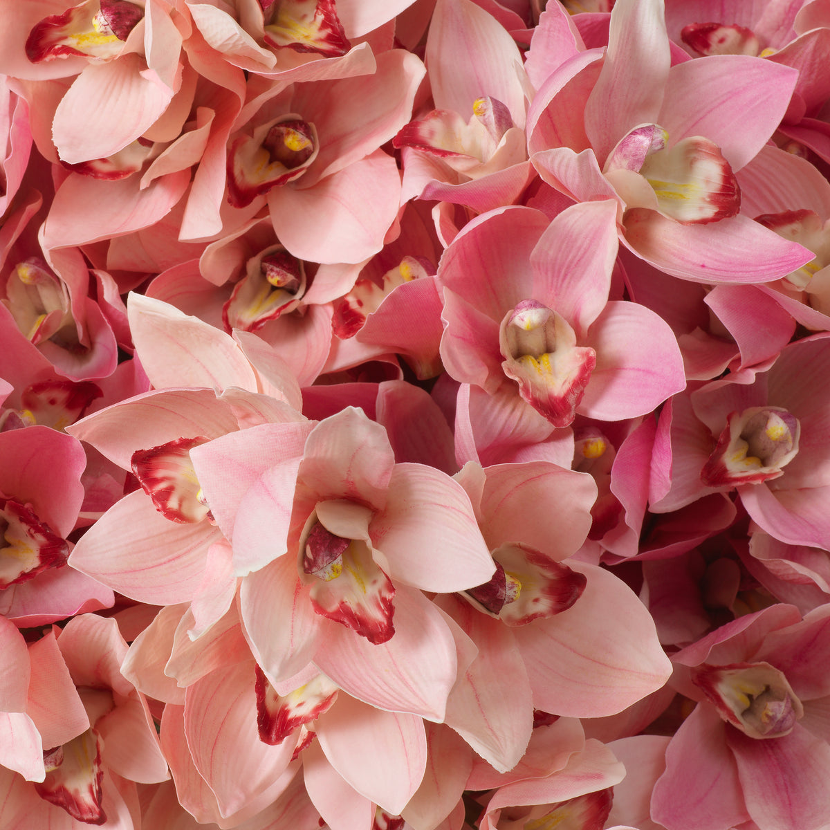Bouquet Of Cymbidium Orchids Pink And Peach Tones Real Touch 36 Pieces / 2 Varieties Eichholtz