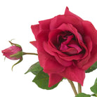 Bouquet Of Roses Multi Color Real Touch 72 Pieces / 3 Varieties Eichholtz