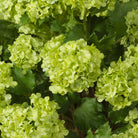 Bouquet Of Hydrangeas Snowball Green Real Touch 36 Pieces Eichholtz