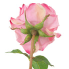 Bouquet Of Roses Multi Color Real Touch 72 Pieces / 3 Varieties Eichholtz