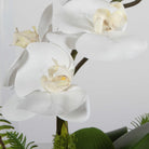 Transcend Orchid by Uttermost