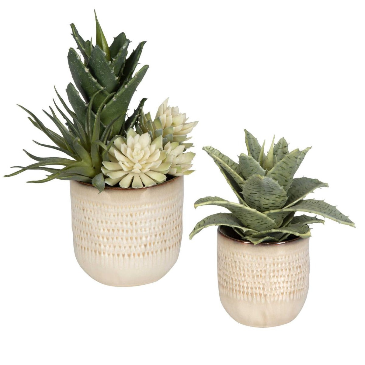 Seaside Succulents - Set of 2 by Uttermost