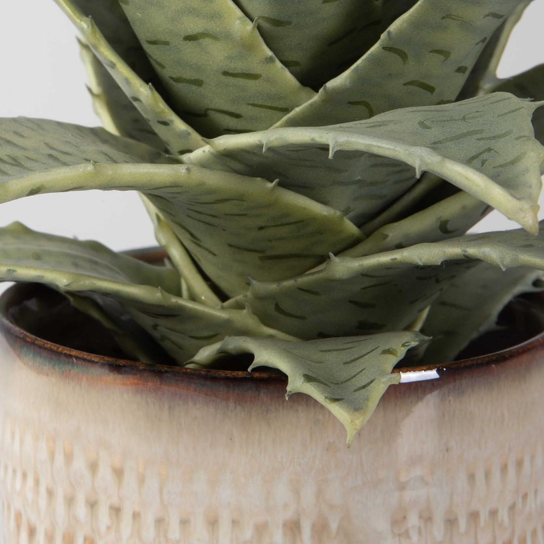 Seaside Succulents - Set of 2 by Uttermost