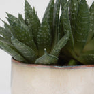 Doha Succulent Accent by Uttermost