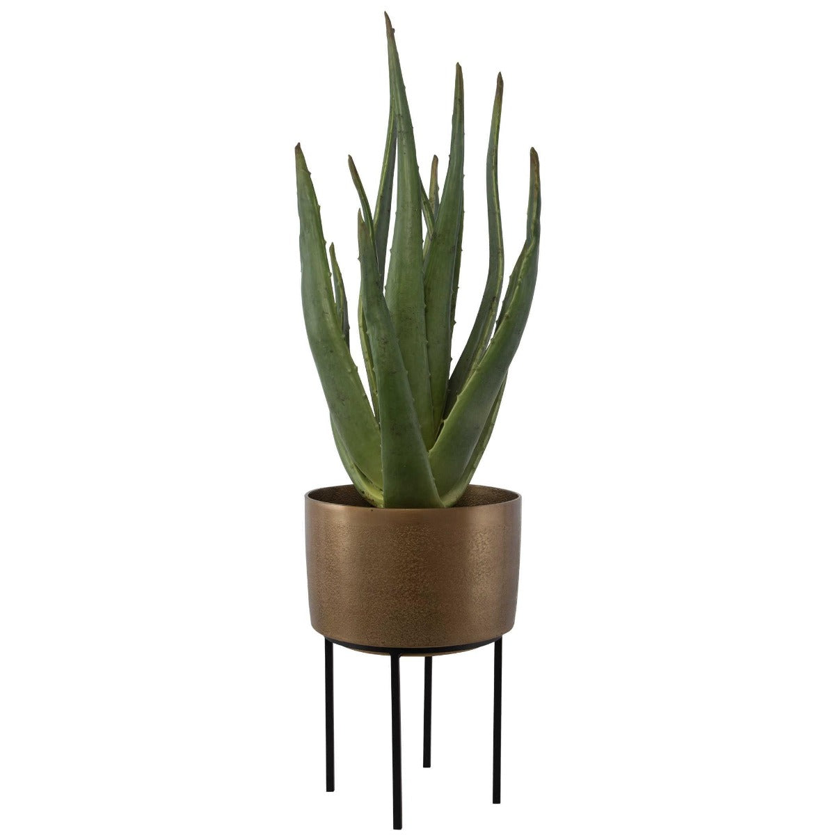 Arabia Aloe Planter by Uttermost