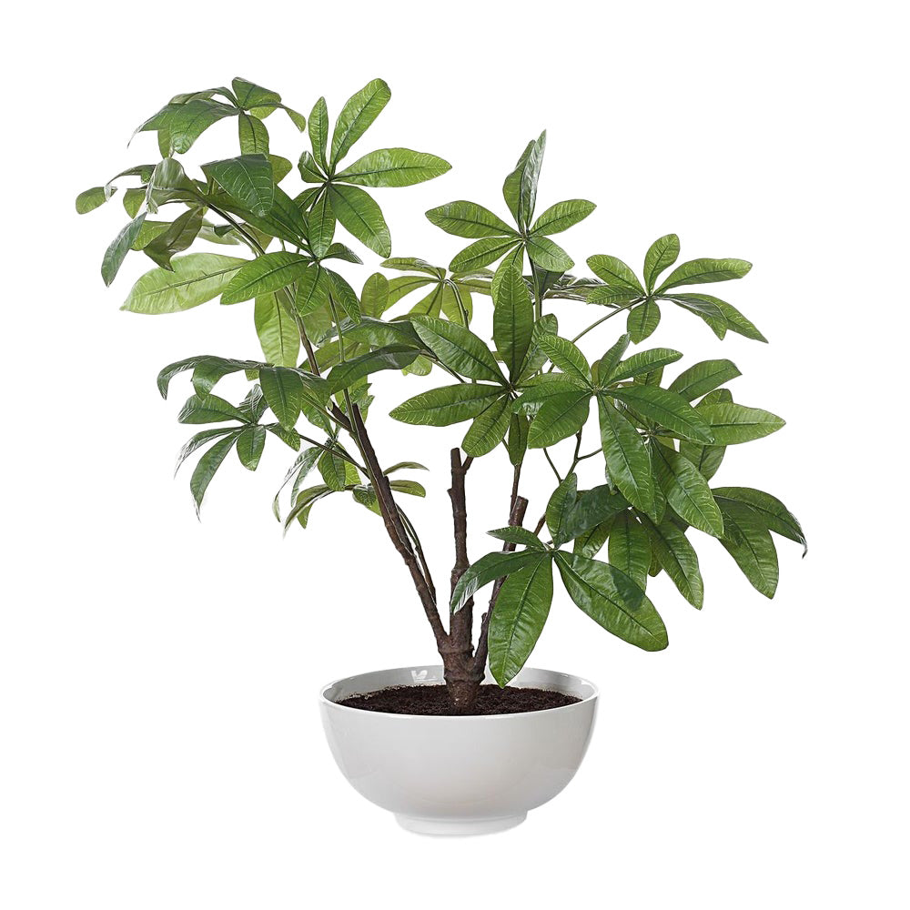 Pachira Money Tree by Uttermost
