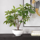 Pachira Money Tree by Uttermost