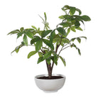 Pachira Money Tree by Uttermost