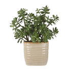Crassula Jade Accent by Uttermost