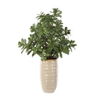 Crassula Jade Accent by Uttermost