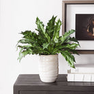 Verdure Fern by Uttermost