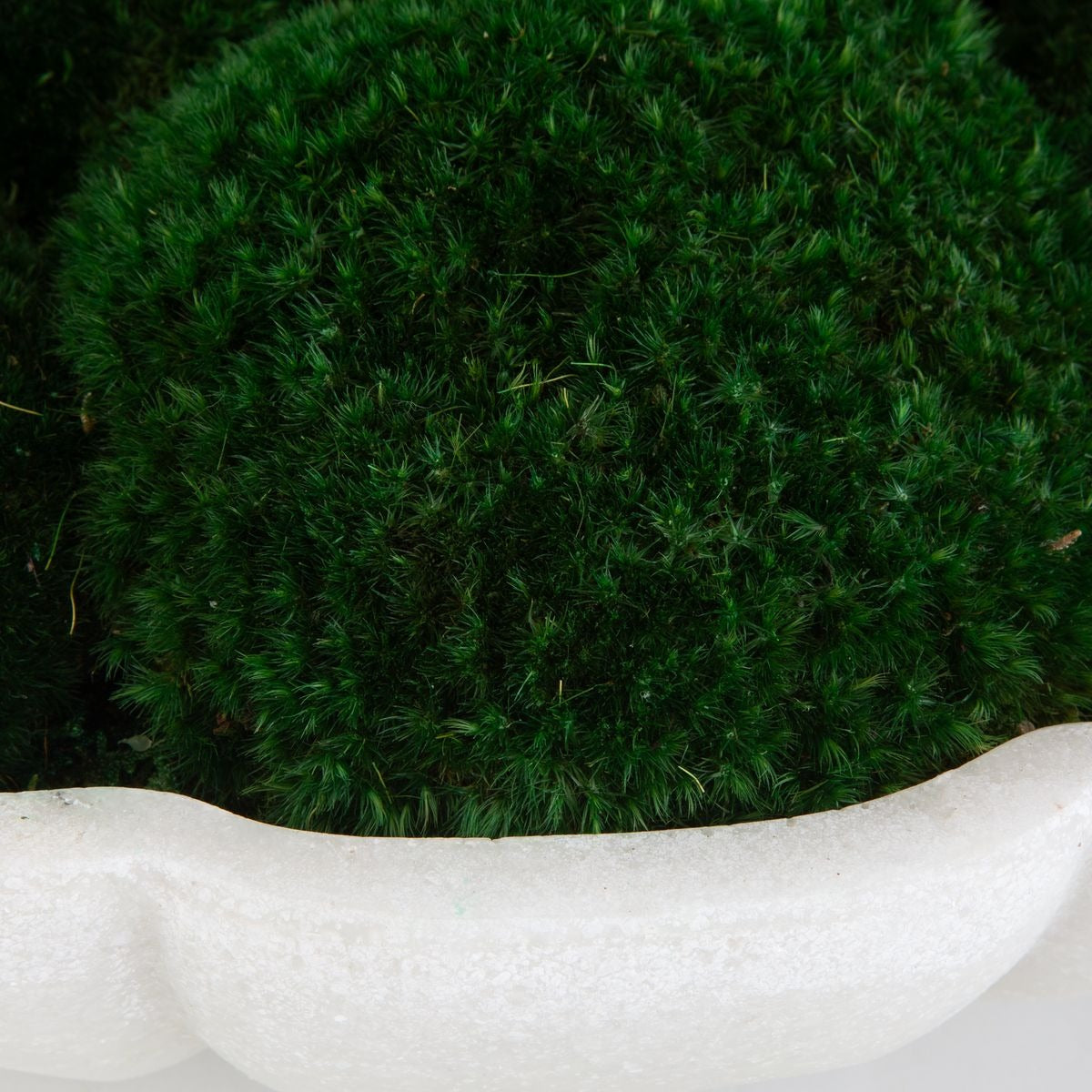 Awaken Moss Centerpiece by Uttermost
