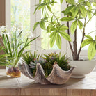 Seaside Breeze Succulents by Uttermost