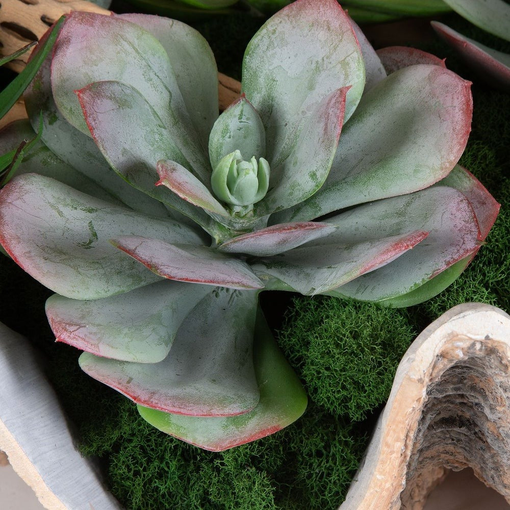 Seaside Breeze Succulents by Uttermost