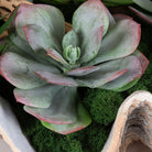 Seaside Breeze Succulents by Uttermost