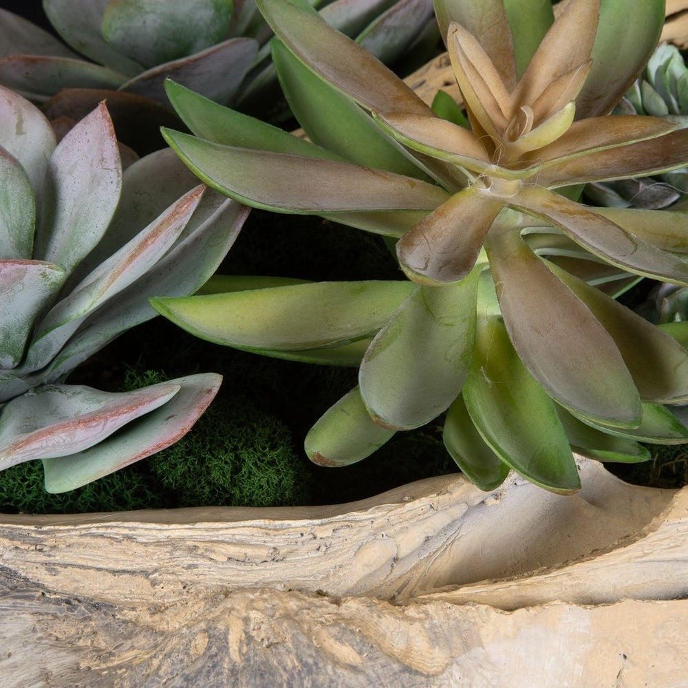 Seaside Breeze Succulents by Uttermost