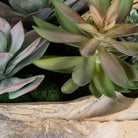 Seaside Breeze Succulents by Uttermost