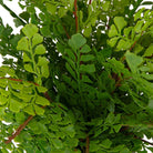 Maidenhair Fern Accent by Uttermost