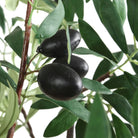 Olea Potted Olive Tree by Uttermost