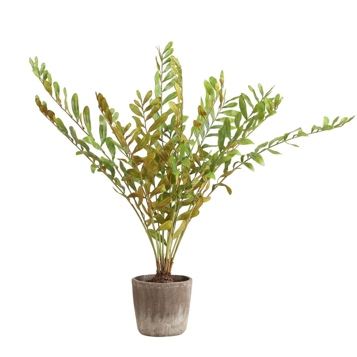 Zamia Palm Accent In Planter by Uttermost