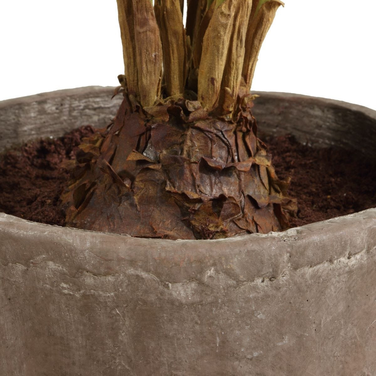Zamia Palm Accent In Planter by Uttermost