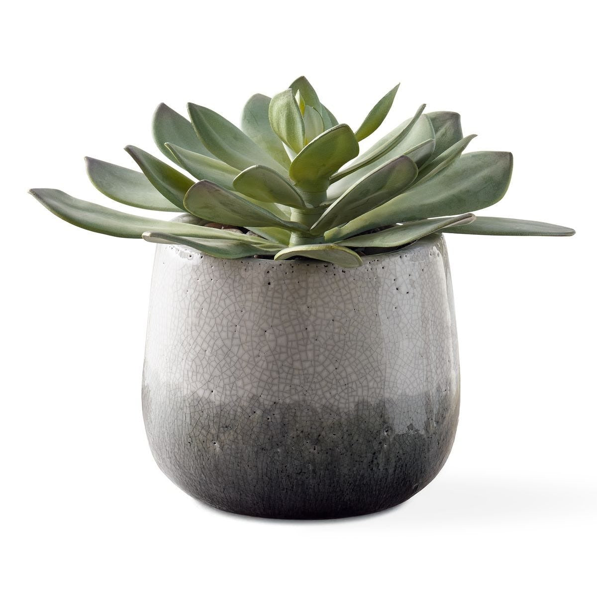 Dudleya Gray Outdoor Succulent by Uttermost