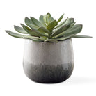 Dudleya Gray Outdoor Succulent by Uttermost