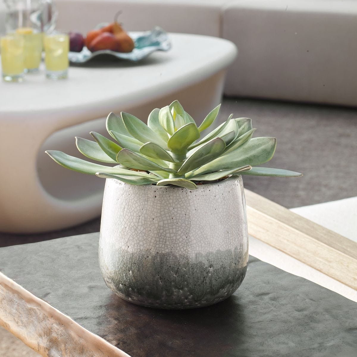 Dudleya Gray Outdoor Succulent by Uttermost