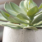 Dudleya Gray Outdoor Succulent by Uttermost