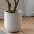 Faux Olive Tree in White Pot by Abode