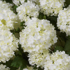 Bouquet of Hydrangeas snowball white real touch 36 pcs by Eichholtz