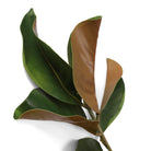 Bundle of Magnolia leaves 24 pcs by Eichholtz