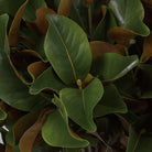 Bundle of Magnolia leaves 24 pcs by Eichholtz