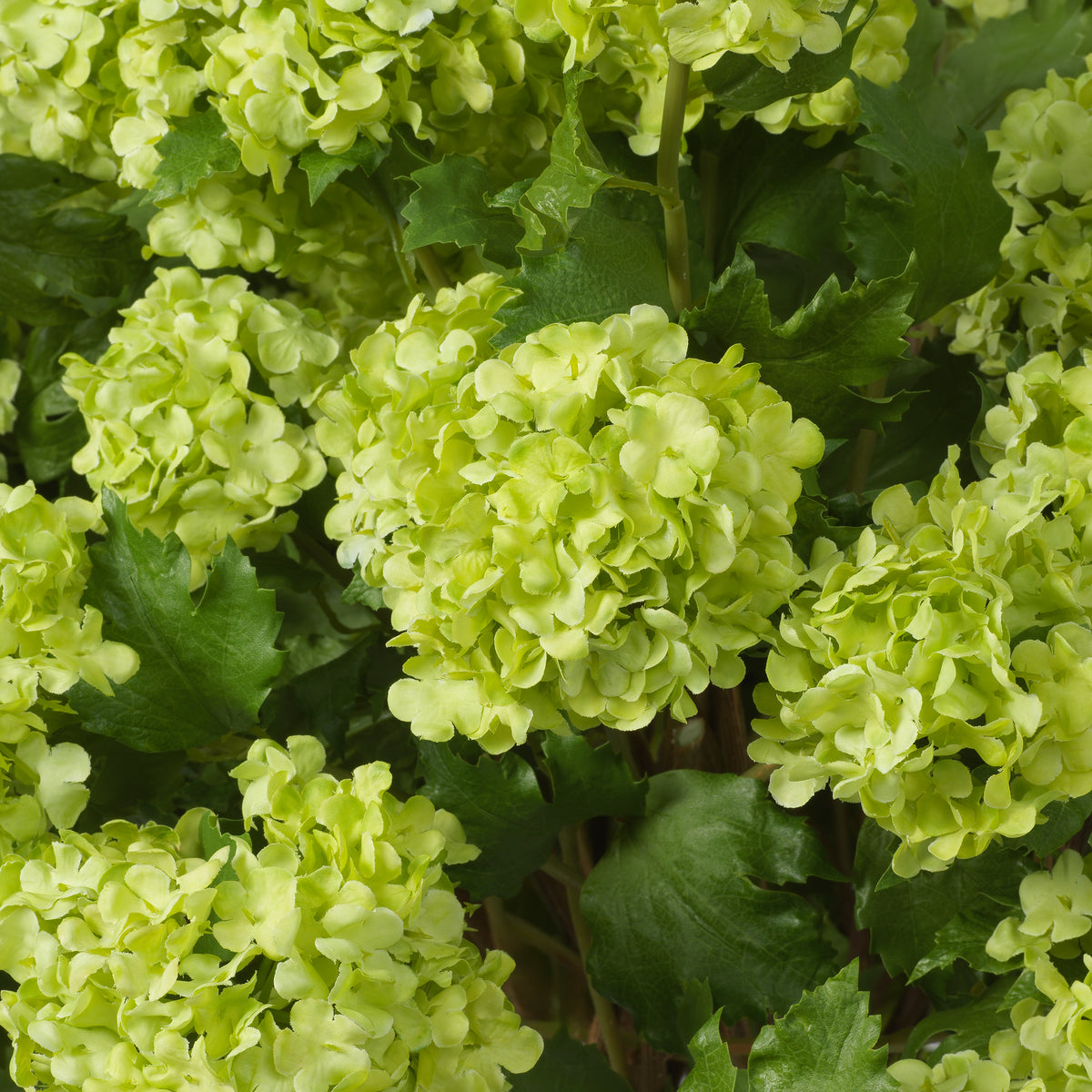 Bouquet of Hydrangeas snowball green real touch 36 pcs by Eichholtz
