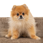 Pet bed Bingo taupe chenille by Richmond Interiors
