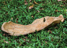 Teak Leaf Indoor-Outdoor Bowl by Uttermost