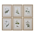 Green Floral Botanical Study Prints - Set of 6 by Uttermost