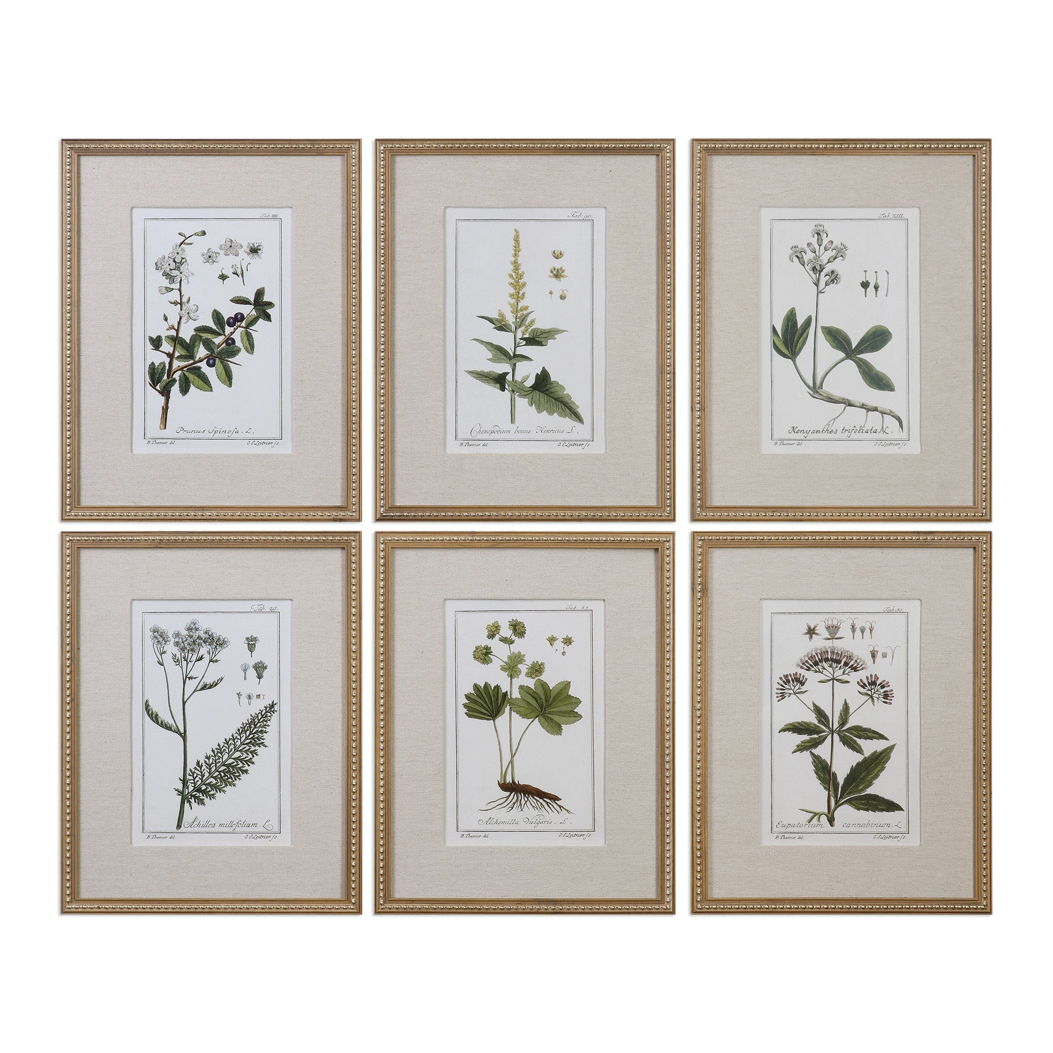 Green Floral Botanical Study Prints - Set of 6 by Uttermost