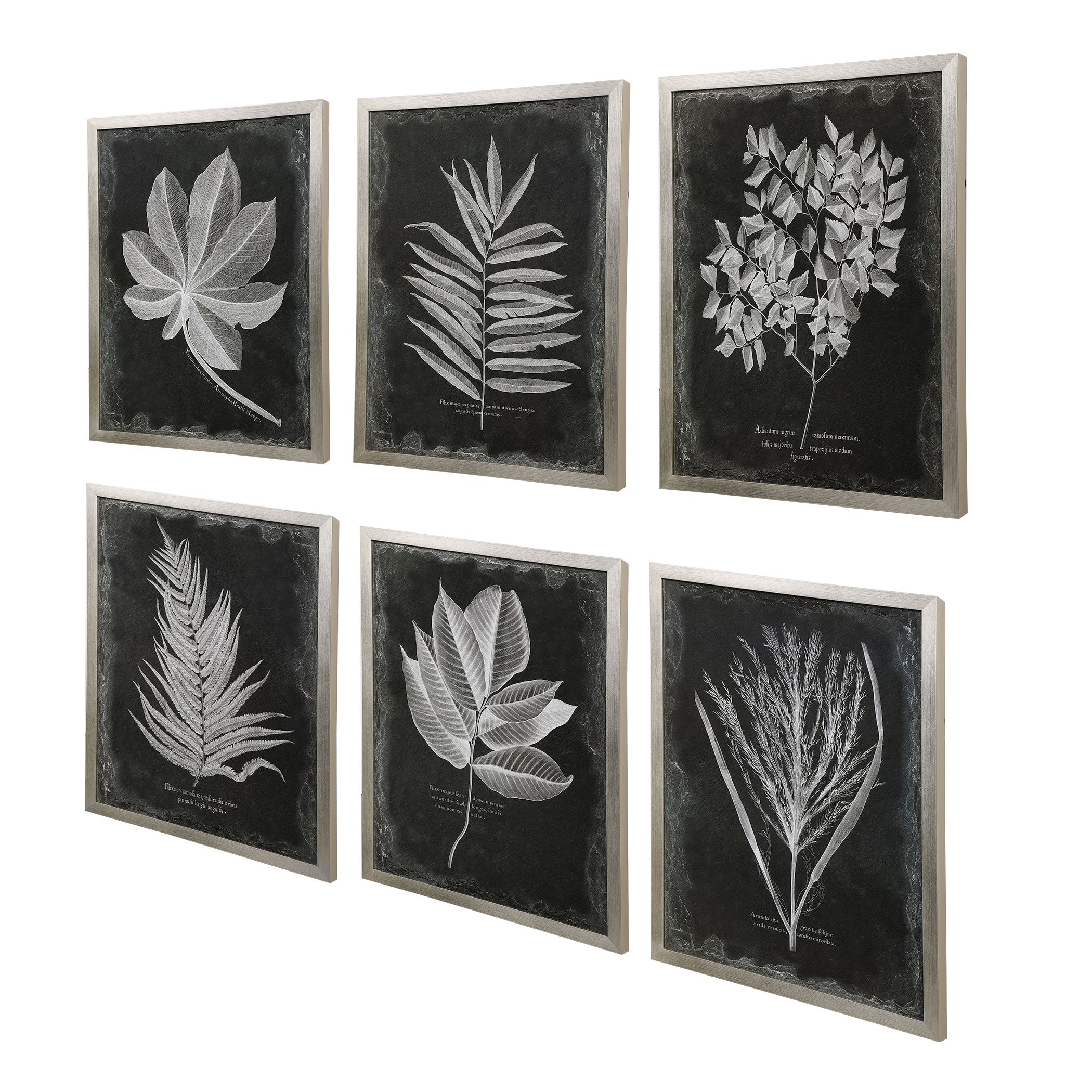 Foliage Framed Prints - Set of 6 by Uttermost