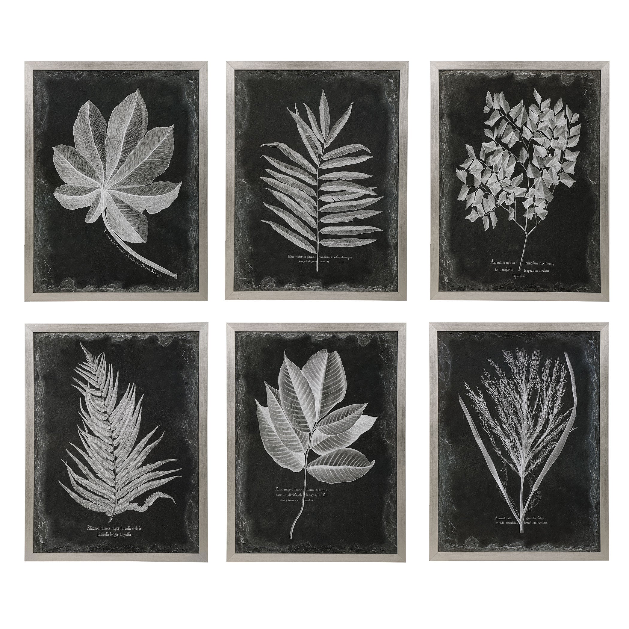 Foliage Framed Prints - Set of 6 by Uttermost