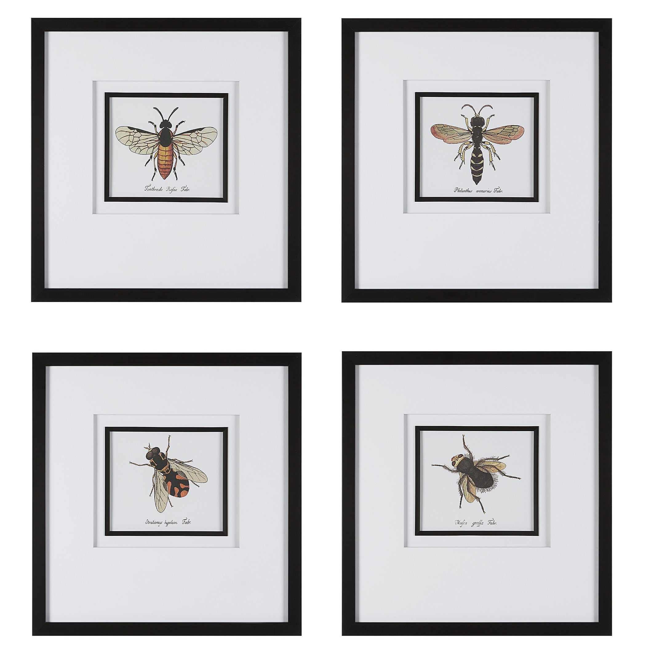 Anthophila Framed Prints - Set of 4 by Uttermost