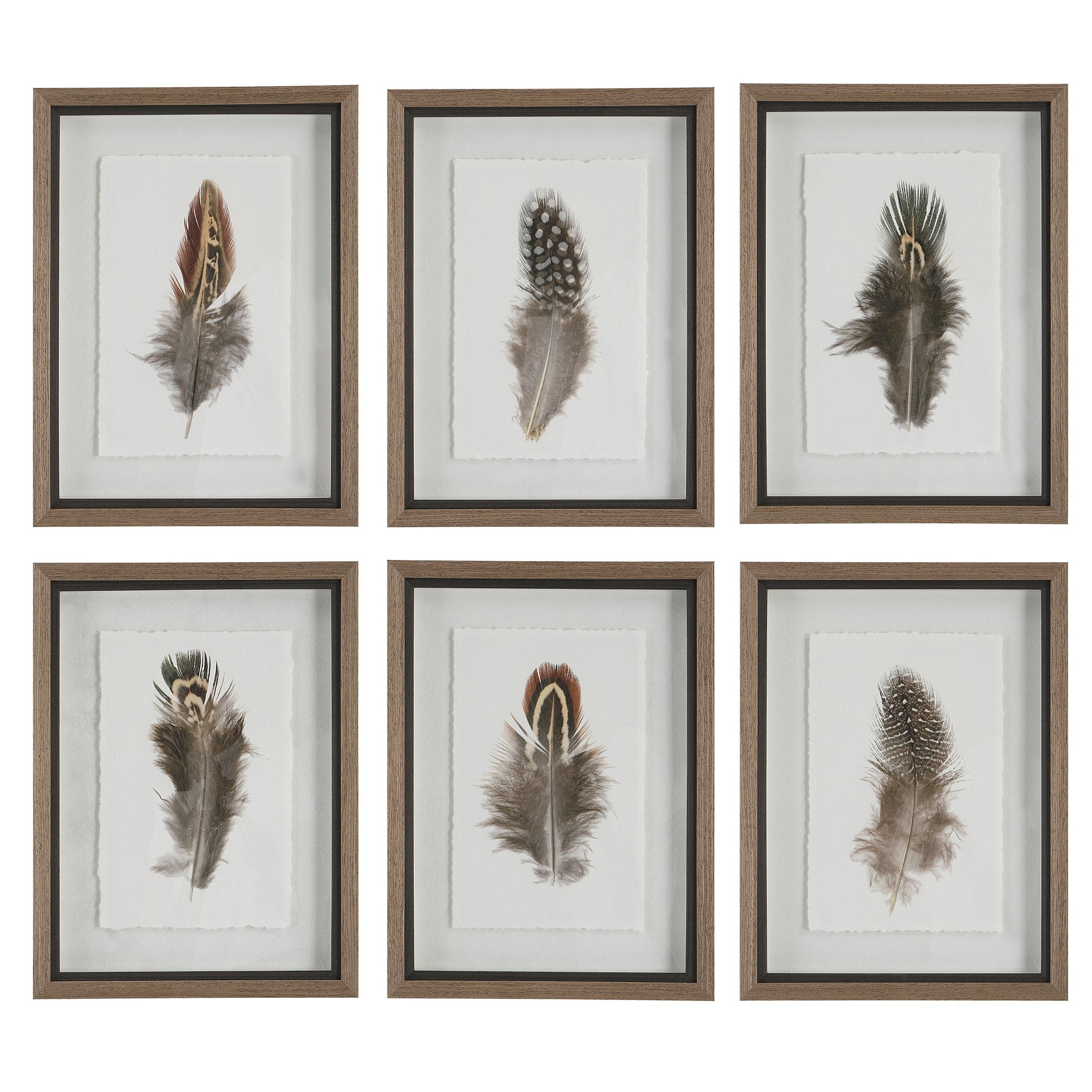Birds Of A Feather Framed Prints - Set of 6 by Uttermost