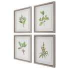 Wildflower Study Framed Prints - Set of 4 by Uttermost