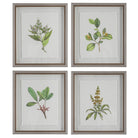 Wildflower Study Framed Prints - Set of 4 by Uttermost