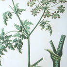 Antique Botanicals Framed Prints - Set of 9 by Uttermost
