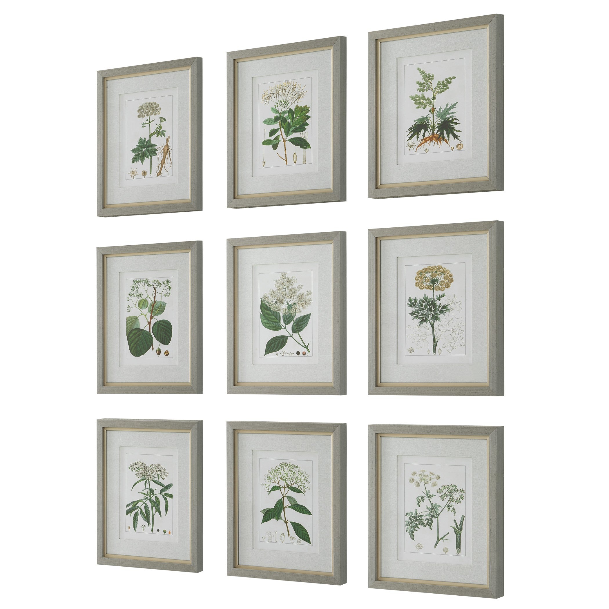 Antique Botanicals Framed Prints - Set of 9 by Uttermost