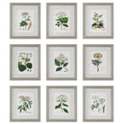 Antique Botanicals Framed Prints - Set of 9 by Uttermost