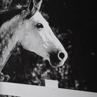 Galloping Forward Equine Prints - Set of 3 by Uttermost