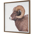 Big Horn Sheep Framed Print by Uttermost